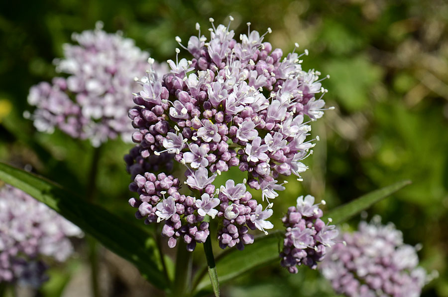 Valeriana montana / Valeriana montana